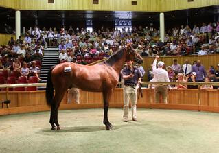 2016 Premier Sale Topper - Lot 455, Frankel x Our Echezeaux